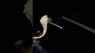 I Speared a MYSTERY Fish in the Dark! 