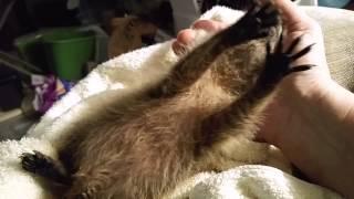 Little baby raccoon with full tummy