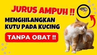 Ampuh !! 13 Cara Menghilangkan Kutu Kucing Tanpa Obat yang Mudah dan Efektif