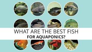 What are the best fish for Aquaponics?