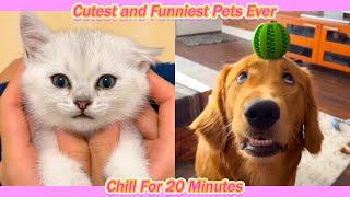 Random Cute and Funny Pet Videos