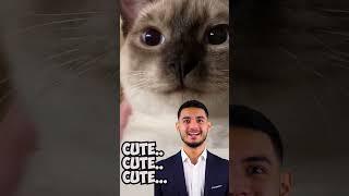Cute cat video, fluffy cat
