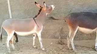 village donkey meeting video l very excited donkey meeting l