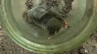 Как поймать крота - самый эффективный способ How to catch a mole