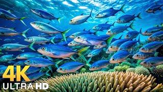 Amazing 4K Ocean Adventure  Dive Deep and Marvel at Sea Animal in The Best 4K ULTRA HD Aquarium #11