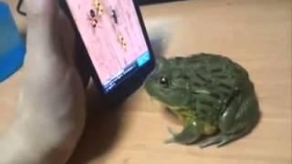 stupid frog