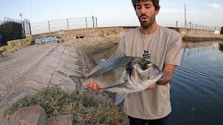 Urban Fishing Portugal Big Fish!!!! (Dourada - Sea Bream)