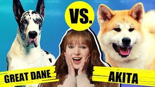 GREAT DANE VS AKITA