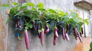 [No Garden] Growing eggplant hanging many fruits - dripping from plastic bottles