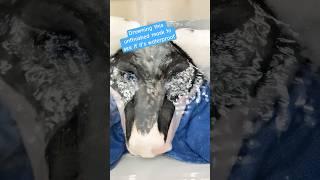 See if this mask is water proof #furry #mask #theriangear #therian #water #wolf #drowning