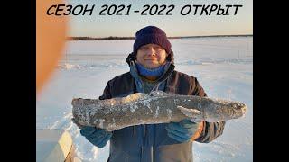 СЕЗОН ОХОТЫ  НА НАЛИМА ОТКРЫТ!!! ЯКУТИЯ, УСТЬ-МАЯ 2021-2022!!!