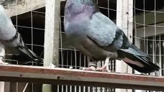 Pakistani pigeon in UK . Birmingham ( Shirali ) pakistani kabootar 2019