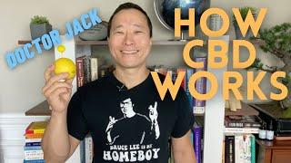 The Endocannabinoid (ECS) System.  How Does CBD Work? Doctor Jack Episode 5