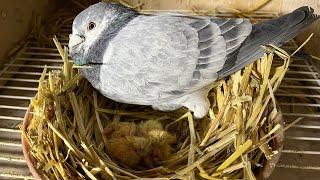 Brieftauben Kücken sind geschlüpft /racing pigeon chicks have hatched