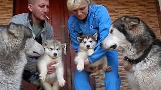 Аляскинский Маламут. Щенки 2 месяца.Alaskan Malamute . Puppies 2 month. Odessa.