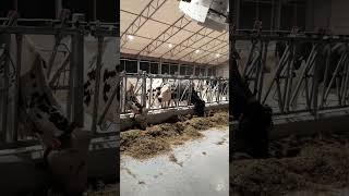 First Hours after the Big Move! #farming #dairy#WeCover Dairy Barn#Lely Robot