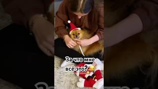 Готовимся к праздникам  #pomeranian #собака #шпиц #померанскийшпиц  #животные #распаковка