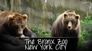 The Bronx Zoo - A Short Film By Joey Buzzeo