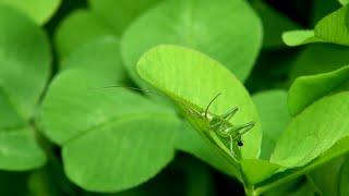 Green Grasshopper (Katydid) Daily Routine Insects behavior / Wildlife Episode / Diversity of Nature
