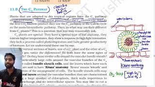 Part 13, C4 Pathway, hatch and slack pathway, Class 11th Biology NCERT Line by line explanation