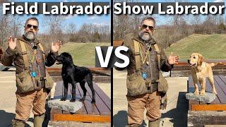 English Lab versus Field Lab | Which One Is Right For You? Episode 1