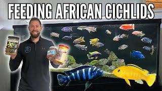 FEEDING AFRICAN CICHLIDS (How Much, How Often, & What Food) - 10 Tips!