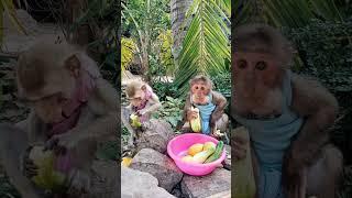 Baby monkey eating fruit #monkeydluffy #monkeysr #monkeychallenge #babymonkey #monkeyvideo #monkeys