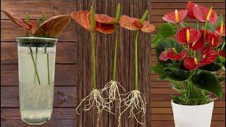 The fastest way to propagate Anthurium plants is to soak them in water.