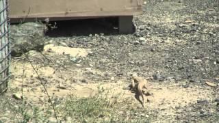 Large lizard in Afghanistan