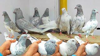 Nayab Selati Kabootar Full Breed | Hashim Mahmood Pigeons