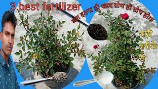 गुलाब गमले में ग्रोथ कैसे करें जानिए रवि से,1,2,3, best fertilizer,rose plant ka growth hoga video,