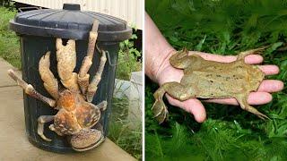 10 Strangest Animals You Won’t Believe Exist!