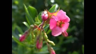 #red #vermelho #verde #green #primavera #flower #flor #natureza #nature #plant #planta #beauty