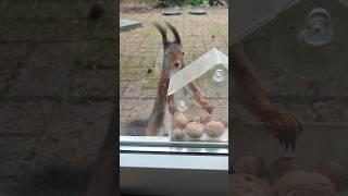 Wir wünschen euch einen guten Rutsch und hoffen alle Eichhörnchen überstehen silvester #squirrel ️