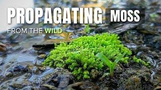 Propagating MOSS Collected from the Wild || How to propagate and find moss - Guide