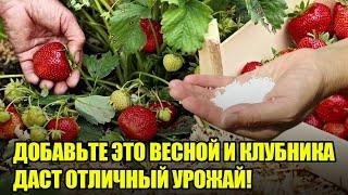 Секреты По Уходу За Клубникой Весной / Самые Эффективные Подкормки Для Отменного Урожая Клубники