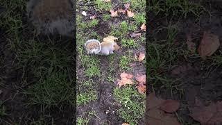 #shorts #squirrel finding food has a #sneeze #ecureuil #eekhoorn #eichhörnchen #bilka #mókus ️