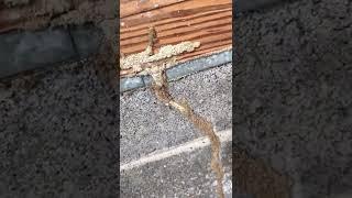 Active subterranean termites in a garage in Hampton Virginia