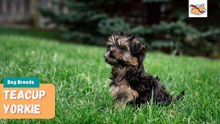 Teacup Yorkie: A Pet Parent’s Guide to The Smallest Dog!