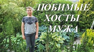 Какие растения нравятся мужчинам? Любимые хосты мужа