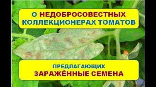 Кладоспориозные семена от недобросовестного коллекционера томатов. Стоит ли покупать у частника?