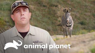 Majestuosa cebra de Grévi | El Zoológico de San Diego | Animal Planet