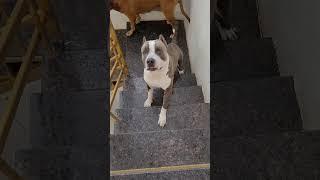 XL AMERICAN BULLY #pitbulldog #VIRAL #shorts #pitbulldogbreed