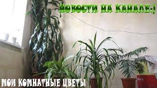 VLOG/МОИ КОМНАТНЫЕ РАСТЕНИЯ/НОВОСТИ НА КАНАЛЕ-ОТКРЫЛА КУЛИНАРНЫЙ КАНАЛ