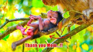 Awesome action!! Monkey mother Jade let her small baby walk on the tree.