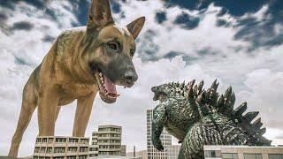 Giant Dog Dwarfs Godzilla