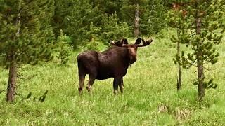 Bighorn Mountains | Hiking, Camping, WILDLIFE | Cloud Peak Wilderness | Wyoming