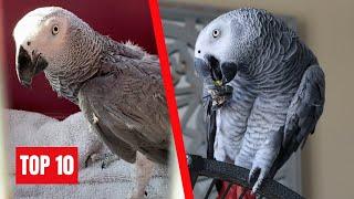 Gizmo the Grey Bird | Top 10 Videos Of All Time