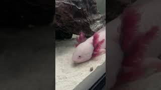 Axolotl Our exotic pets Pinky @ Shadow afternoon snacks! #axolotl #animal