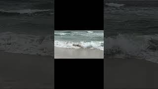 Beach Living on the Gulf of Mexico | Sotheby's International Realty